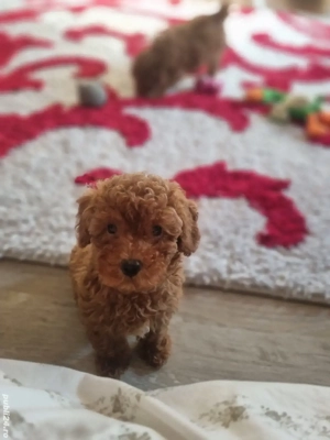 Fetita pudel red - imagine 2