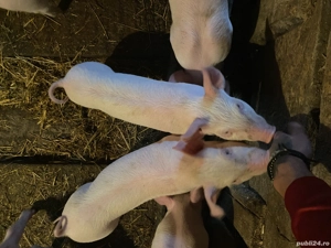 Vând purcei marele alb cu pic 