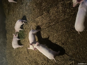 Vând purcei marele alb cu pic  - imagine 3