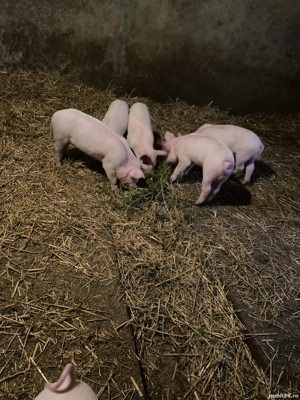 Vând purcei marele alb cu pic  - imagine 4