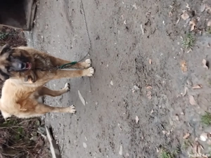 Donez Ciobanesc Carpatin mascul 11 luni  - imagine 2