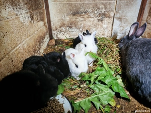 vand 7 pui de iepure  - imagine 2