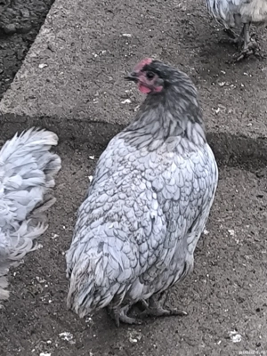 Cocoș și 3 găini australorp  - imagine 3