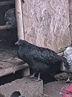 Cocoș și 3 găini australorp  - imagine 4