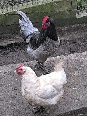 Cocoș și 3 găini australorp  - imagine 2