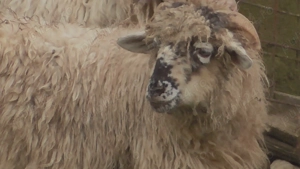 berbec tanar, de rasă