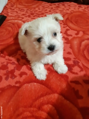 Vand bichoni maltese miny toy rasa cea mai mica 