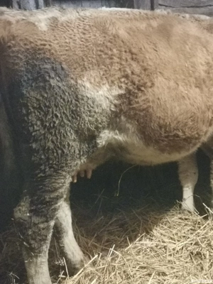 Vând vaca - imagine 2