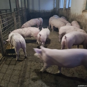 Vând grăsuni 50 60 kg