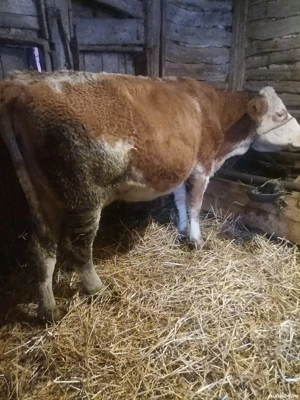 Vând vaca - imagine 3