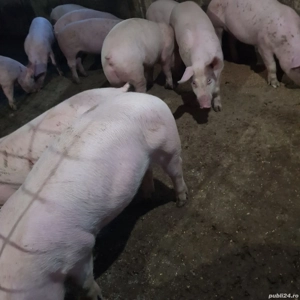 Porci de vânzare   50 60 kg - imagine 2
