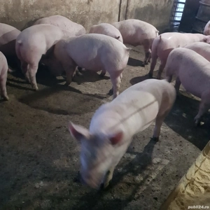Porci de vânzare   50 60 kg