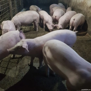 Porci de vânzare   50 60 kg - imagine 3