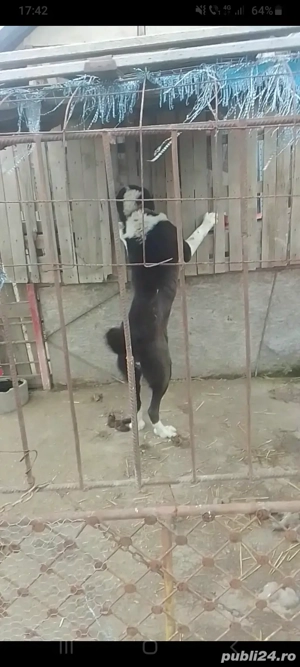 Schimb femela asia central !!!!