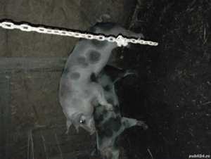 Vier de vânzare pietram