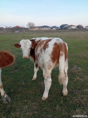 vitea de 6 luni corcitura Angres si un vitel 5 luni belgian  - imagine 5