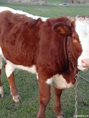 vitea de 6 luni corcitura Angres si un vitel 5 luni belgian  - imagine 2