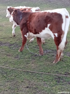 vitea de 6 luni corcitura Angres si un vitel 5 luni belgian  - imagine 3