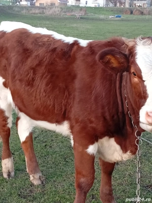 vitea de 6 luni corcitura Angres si un vitel 5 luni belgian  - imagine 4