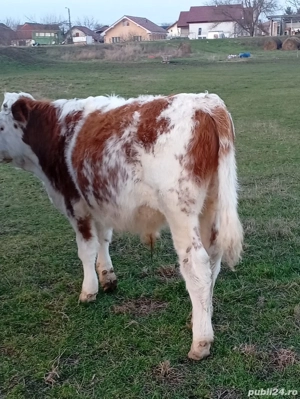 vitea de 6 luni corcitura Angres si un vitel 5 luni belgian 