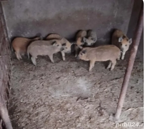 Vând purcei rasa mangalița,vârsta 10 săptămâni