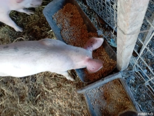 Porci castrat 40 de kg - imagine 2