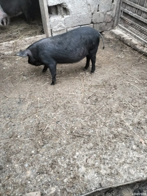 Nu vând doar schimb cu un vier