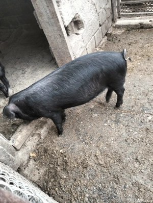 Nu vând doar schimb cu un vier - imagine 2