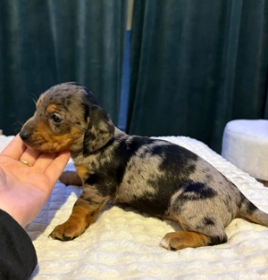 Disponibil Mascul Tekel - imagine 3