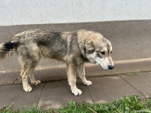 Adopție cățelușa de 8 luni și mama ei - imagine 2