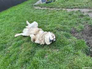 Adopție cățelușa de 8 luni și mama ei - imagine 4