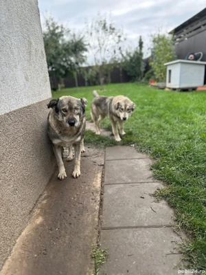 Adopție cățelușa de 8 luni și mama ei