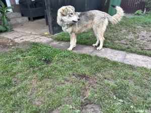 Adopție cățelușa de 8 luni și mama ei - imagine 3