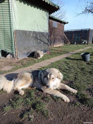 Adopție cățelușa de 8 luni și mama ei - imagine 10