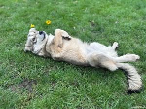 Adopție cățelușa de 8 luni și mama ei - imagine 7