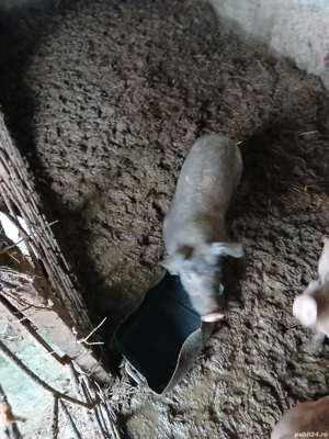 purcei de vânzare  - imagine 4