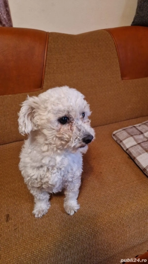 Bichon frise 1 an jumate - imagine 2
