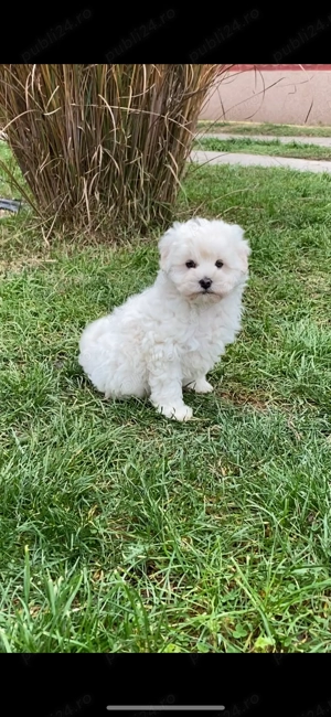 Mascul Bichon frise - imagine 3