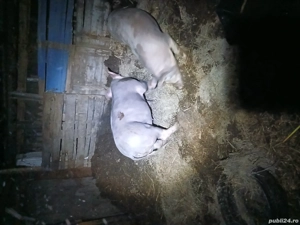 de vânzare o purcică și un porc 60 kg - imagine 3