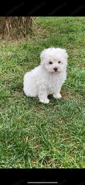 Mascul Bichon frise - imagine 5