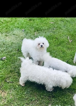 Mascul Bichon frise - imagine 2