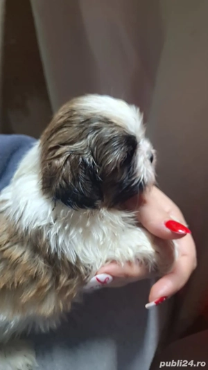 Cauta casuta noua 2 fetite si un baiat det privat - imagine 3