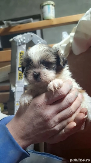 Cauta casuta noua 2 fetite si un baiat det privat - imagine 2