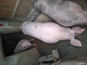 Porci de vanzare de carne 110 -130 kg 