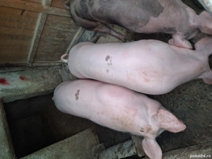 Porci de vanzare de la  110-140kg 