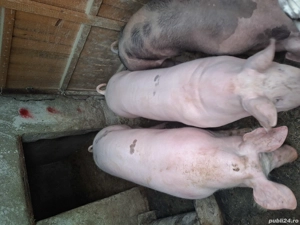 Porci de vanzare de carne 110-130 135kg