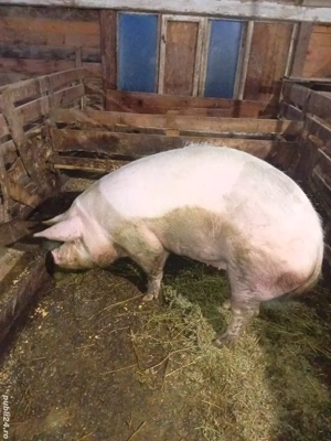 Vând scroafă pentru sacrificat  - imagine 2