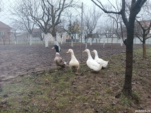 vând un rățoi moțat și trei rațe  - imagine 3