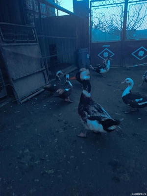 vând un rățoi moțat și trei rațe  - imagine 2