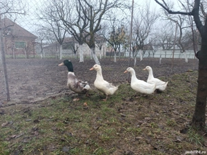 vând un rățoi moțat și trei rațe  - imagine 4